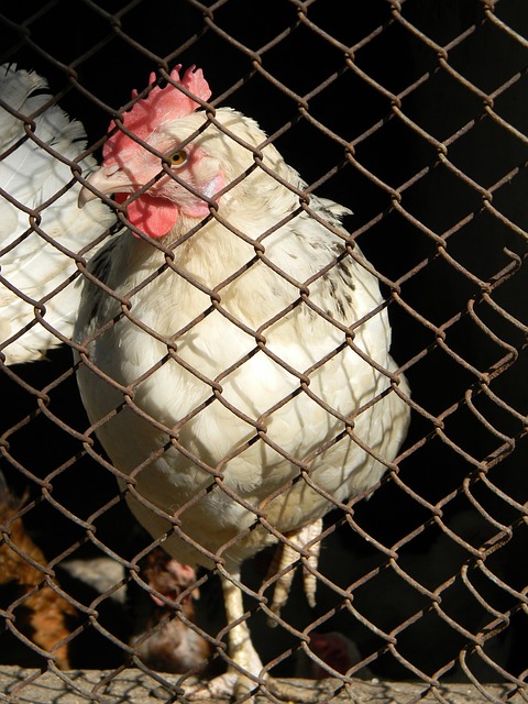 国际足坛老 国际足坛老